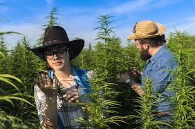 5starsstocks.com cannabis