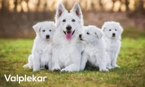 Everything You Need to Know About valplekar: A Detailed Insight valplekar